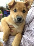 Tara ( 2 Months-female) - Mixed Breed Dog