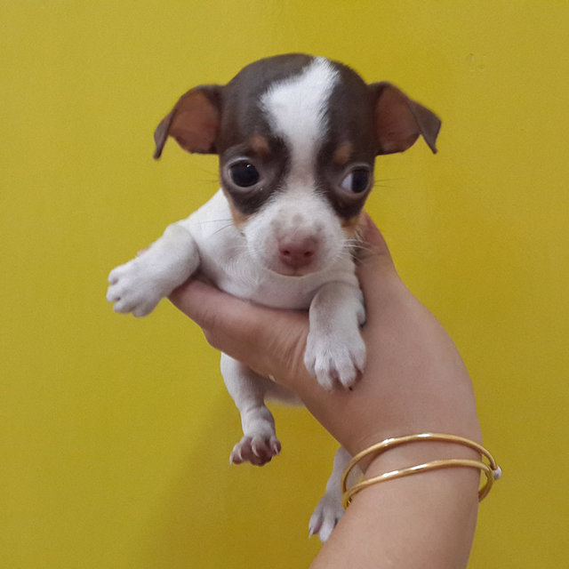 Tiny  Female  Chihuahua  - Chihuahua Dog