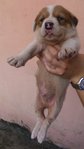 Big Tummy Gal - Mixed Breed Dog