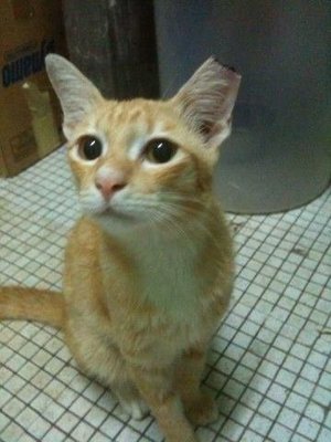 Kuning - Domestic Short Hair Cat