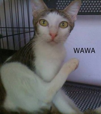 Wawa - Domestic Short Hair Cat