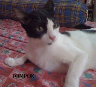 Tompok - Domestic Short Hair Cat