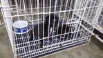 2 Black Pups (Sibling-male-1 Month) - Mixed Breed Dog