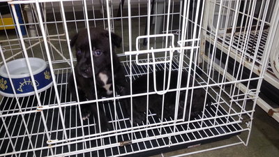 2 Black Pups (Sibling-male-1 Month) - Mixed Breed Dog