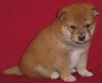 PF48384 - Shiba Inu Dog