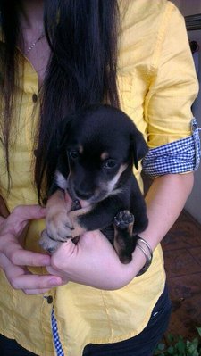 Baby Niu - Rottweiler Mix Dog