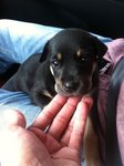 Baby Niu - Rottweiler Mix Dog