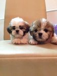 Tri Color Shih Tzu - Shih Tzu Dog