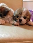 Tri Color Shih Tzu - Shih Tzu Dog