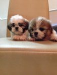 Tri Color Shih Tzu - Shih Tzu Dog