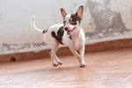 Blind Friendly &amp; Playful Chihuahua  - Chihuahua Dog