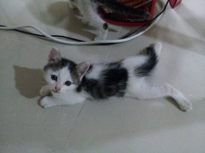 Momo/oreo/milky - Domestic Short Hair Cat