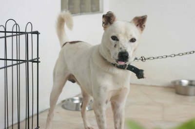 Xiao Bai - Mixed Breed Dog