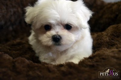 Maltese - Super Small &amp; Thick Coat - Maltese Dog