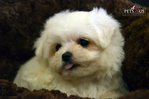 Maltese - Super Small &amp; Thick Coat - Maltese Dog