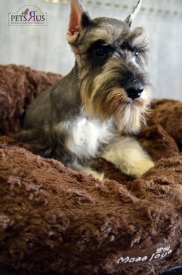 Miniature Schnauzer - Cute &amp; Small - Schnauzer Dog