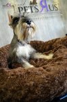 Miniature Schnauzer - Cute &amp; Small - Schnauzer Dog