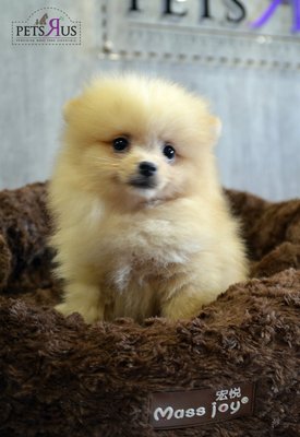 Pomeranian - Imported Line Thick  - Pomeranian Dog