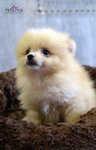 Pomeranian - Imported Line Thick  - Pomeranian Dog