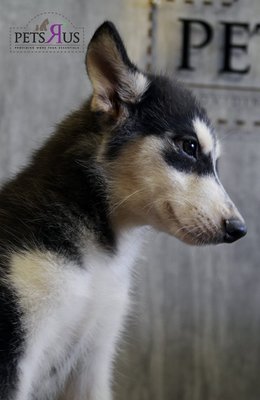 Husky - Imported And Big - Husky Dog