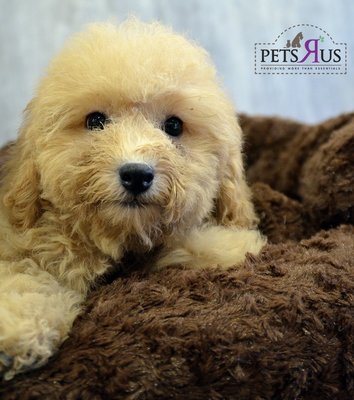 Toy Poodle - Apricot Brown - Poodle Dog