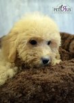 Toy Poodle - Apricot Brown - Poodle Dog