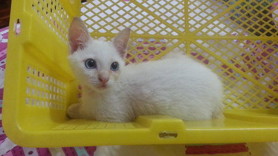 Frosty - Siamese + Burmese Cat