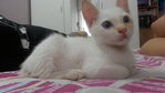 Frosty - Siamese + Burmese Cat