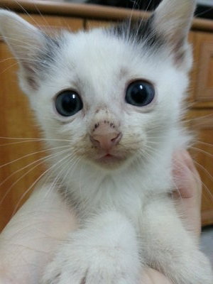 Whitey - Domestic Medium Hair Cat