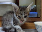 Brownie - Domestic Medium Hair Cat