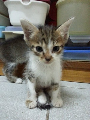 Brownie - Domestic Medium Hair Cat