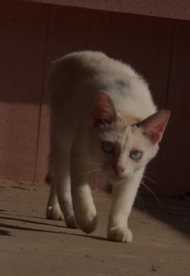 Bella The Huntress - Domestic Short Hair Cat