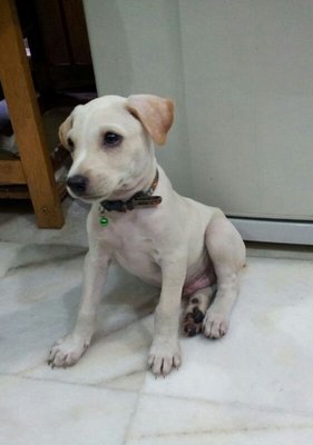 Oscar - Labrador Retriever Mix Dog