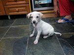 Oscar - Labrador Retriever Mix Dog