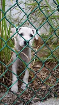 Lovely Puppies - Labrador Retriever Mix Dog