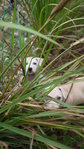 Lovely Puppies - Labrador Retriever Mix Dog