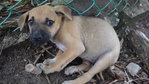 Lovely Puppies - Labrador Retriever Mix Dog