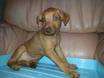 Lovely Puppies - Labrador Retriever Mix Dog