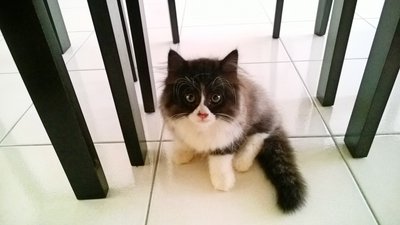 Hiroki - Persian + Domestic Long Hair Cat