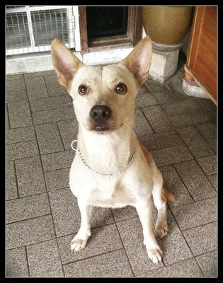 Rubio, Good Watchdog - Terrier Mix Dog