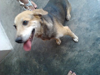 Sandy - Mixed Breed Dog