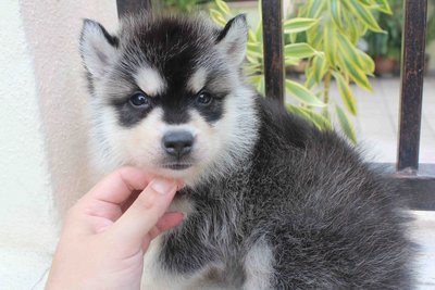 Wooly Coating Siberian Husky Puppy - Siberian Husky Dog