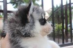 Wooly Coating Siberian Husky Puppy - Siberian Husky Dog