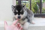 Wooly Coating Siberian Husky Puppy - Siberian Husky Dog