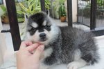 Wooly Coating Siberian Husky Puppy - Siberian Husky Dog