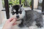 Wooly Coating Siberian Husky Puppy - Siberian Husky Dog