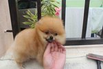 T-cup Org Color Pom Pup With Mka - Pomeranian Dog