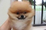 T-cup Org Color Pom Pup With Mka - Pomeranian Dog