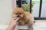 T-cup Org Color Pom Pup With Mka - Pomeranian Dog