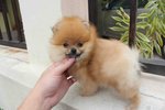 T-cup Org Color Pom Pup With Mka - Pomeranian Dog